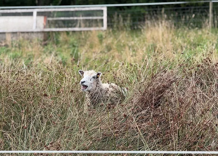 Laerkelill B&B Skovlund